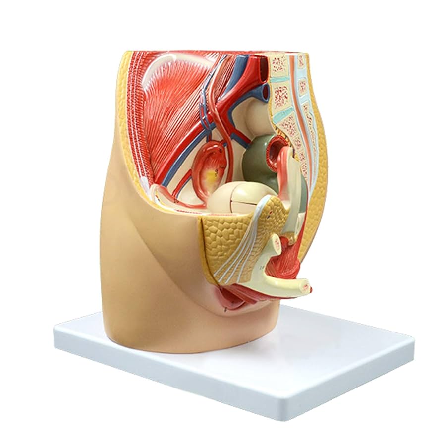 希少 洋書 生殖の神経制御 生理と行動 希少 洋書 生殖の神経制御 生理と行動 科学一般｜書籍案内｜白